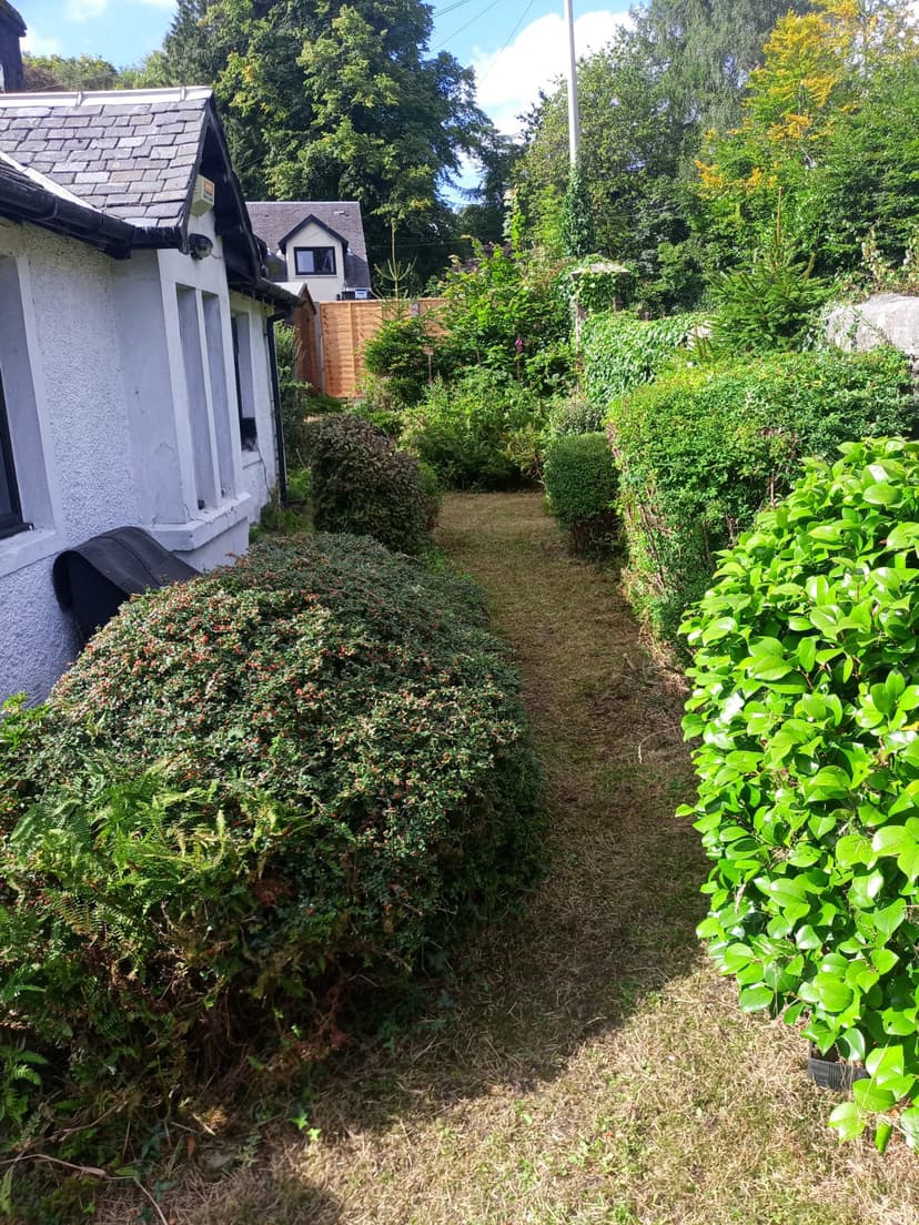 Hedge Trimming